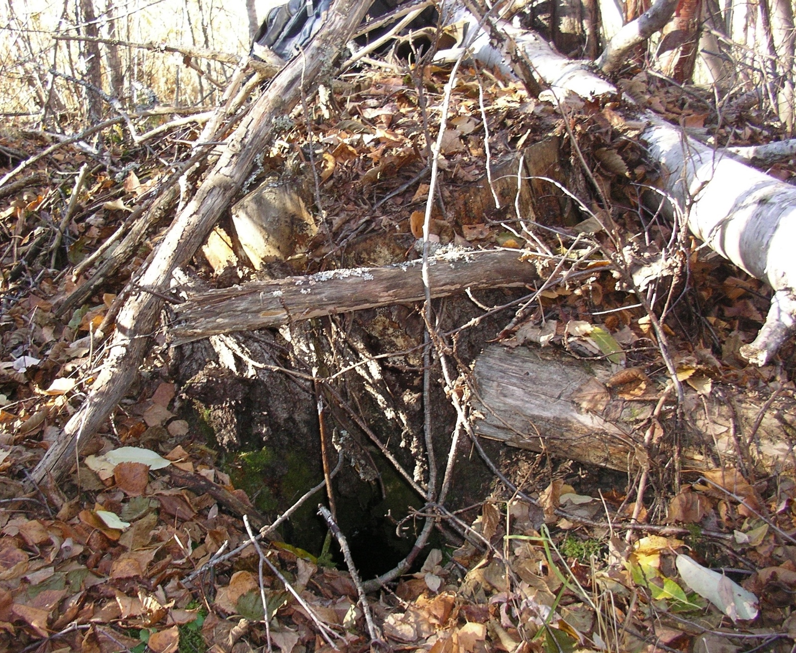 Entrance tunnel for a decayed root channel hibernacula
